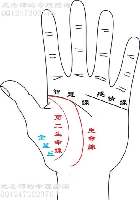 生命線有兩條|生命線圖解